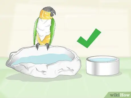 Покормить попугая кайке Шаг 9
