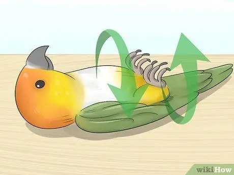 Узнайте, подходит ли вам попугай кайке Шаг 10