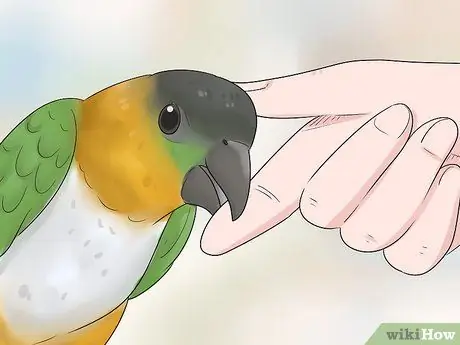 Узнайте, подходит ли вам попугай кайке Шаг 2
