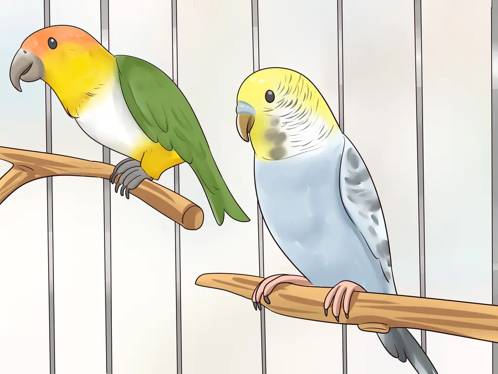 3 способа узнать, подходит ли вам попугай кайке