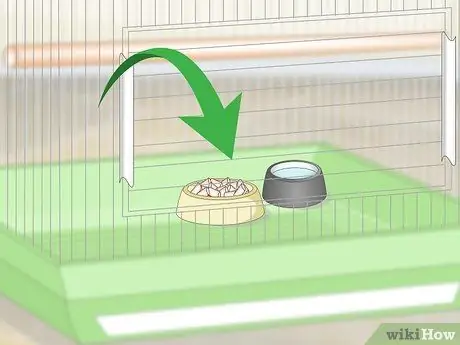 Создание среды обитания попугая кайке Шаг 12