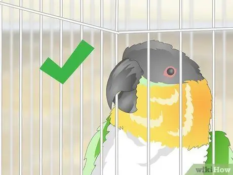 Создание среды обитания для попугаев кайков Шаг 3