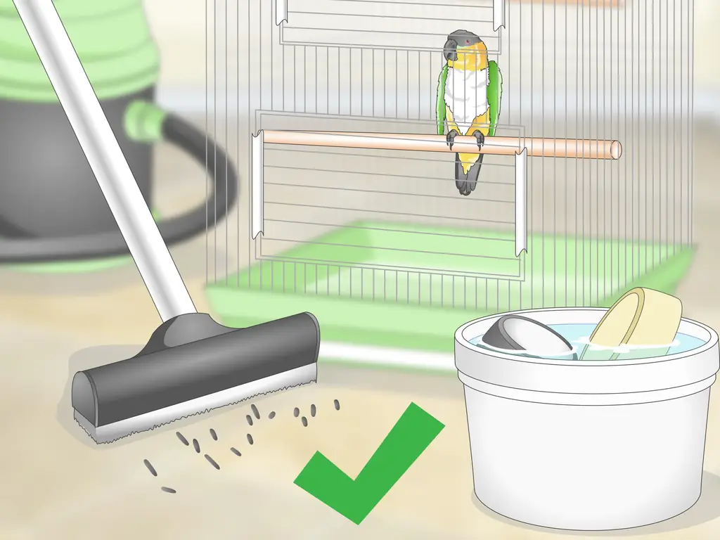 3 способа создать среду обитания для попугаев каике