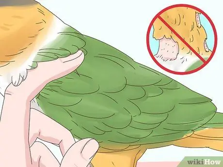 Выберите попугая кайке Шаг 14