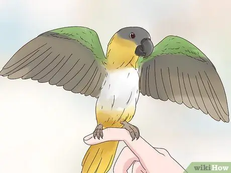 Выберите попугая кайке Шаг 15