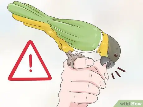 Выберите попугая кайке Шаг 4