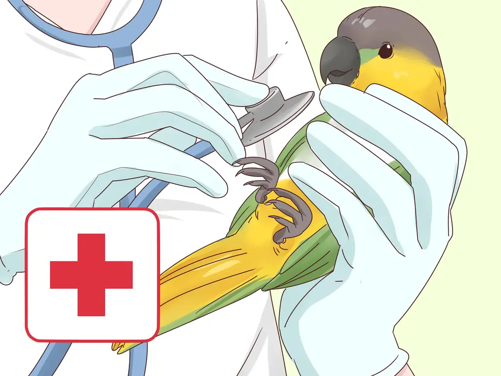 3 способа выбрать попугая кайке