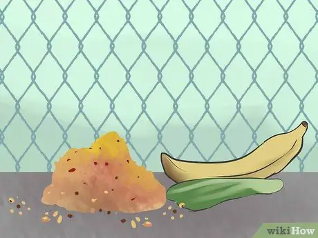 Узнайте, подходят ли вам голуби Шаг 1