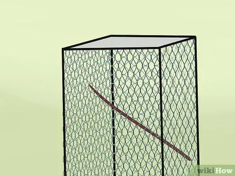 Узнайте, подходят ли вам голуби Шаг 2