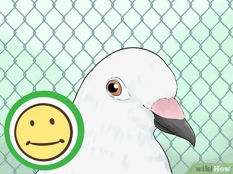 Знайте, подходят ли вам голуби Шаг 8