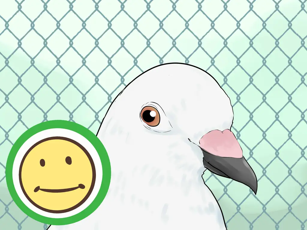 Как узнать, подходят ли вам голуби: 8 шагов (с иллюстрациями)