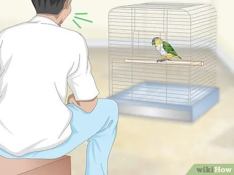 Обращайтесь с попугаем Caique, шаг 1