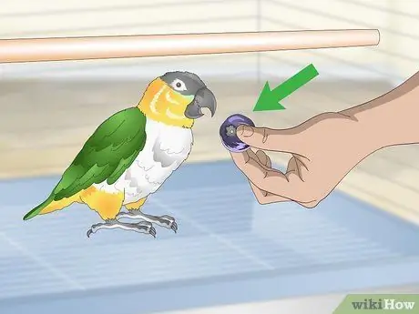 Обращайтесь с попугаем Caique, шаг 2