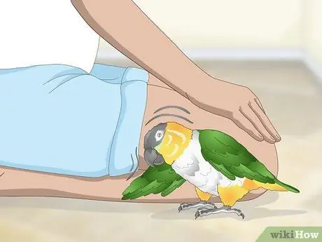 Обращайтесь с попугаем Caique Шаг 5