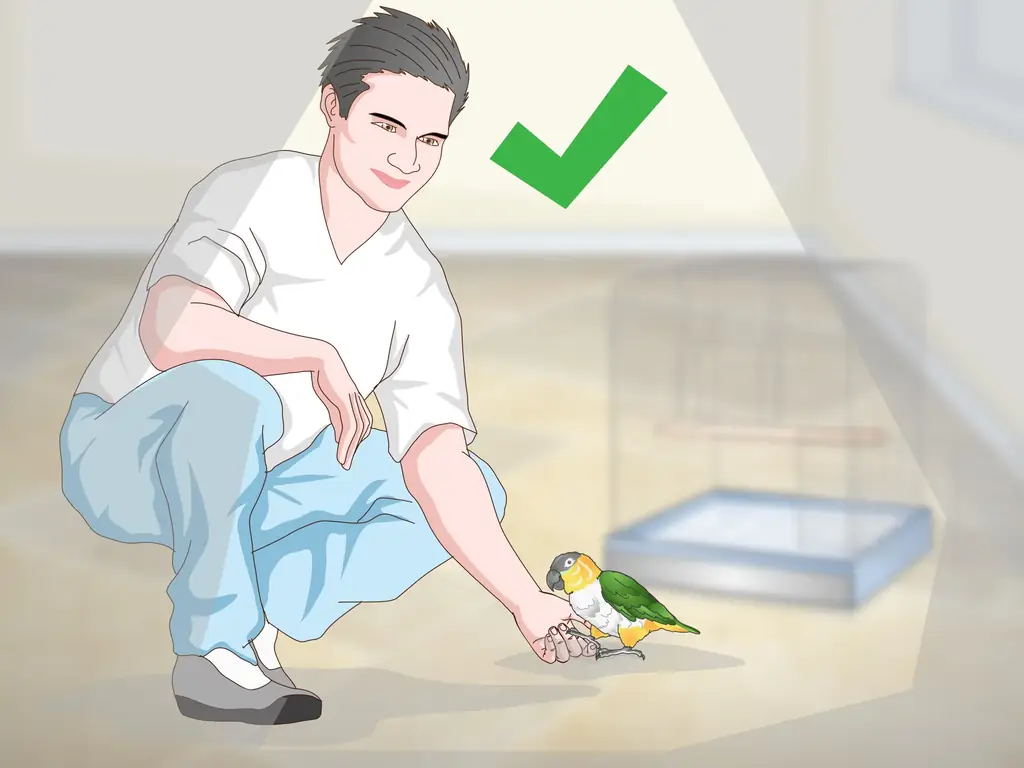 3 способа обращения с попугаем кайке