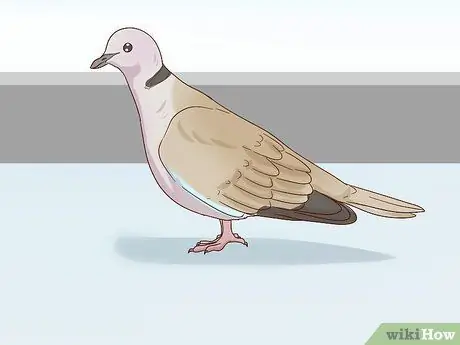 Выберите домашних голубей, шаг 1