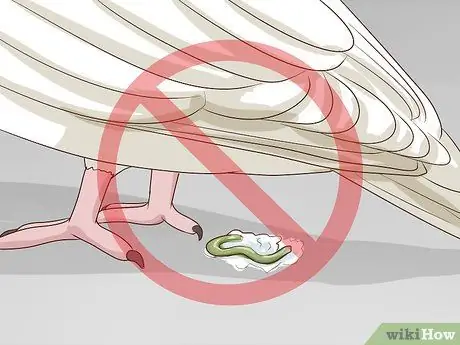 Выберите домашних голубей Шаг 16