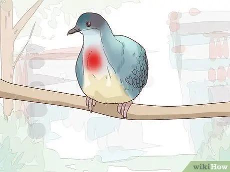 Выберите домашних голубей, шаг 2