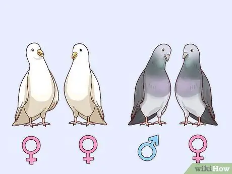Выберите домашних голубей Шаг 8