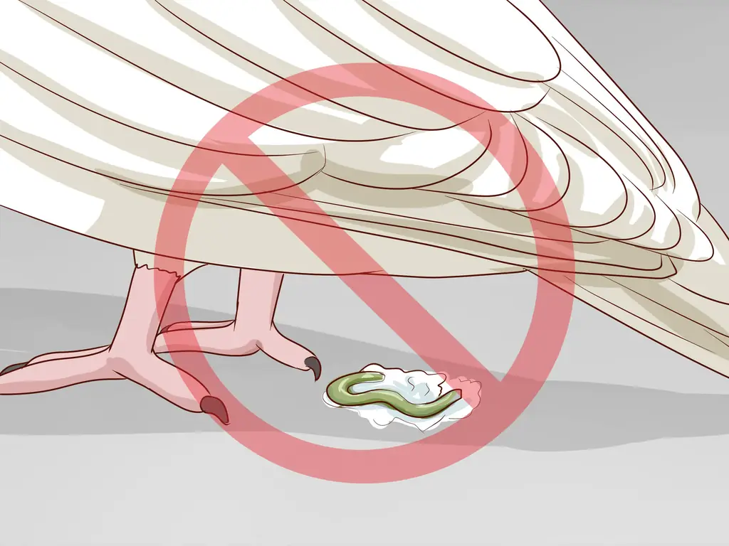 Как выбрать домашних голубей (с картинками)