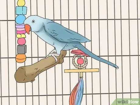 Купить птицу Шаг 14