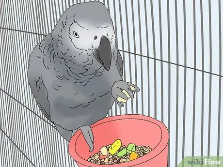 Купить птицу Шаг 15