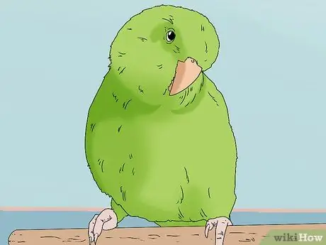 Купить птицу Шаг 2