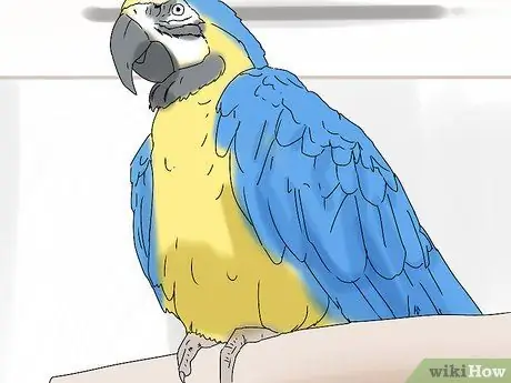 Купить птицу Шаг 3