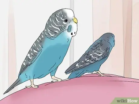 Купить птицу Step 8