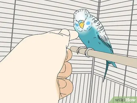 Купить птицу Step 9