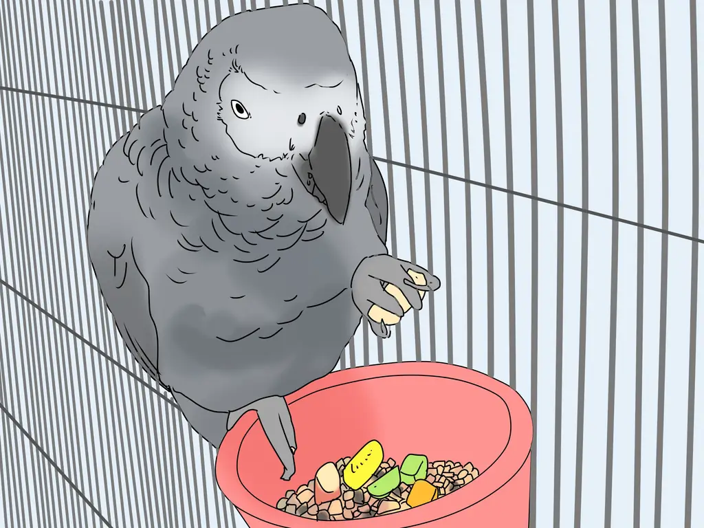 3 способа купить птицу