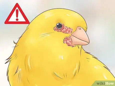 Узнайте, подходит ли вам канарейка Шаг 10