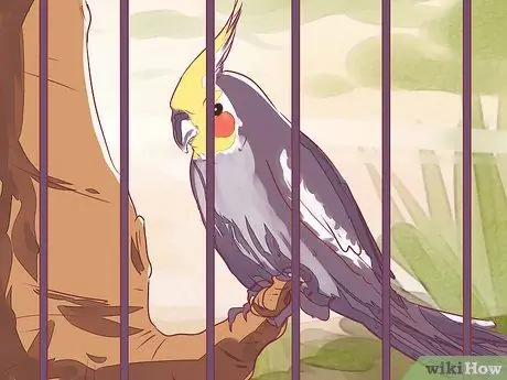 Приручить корелла Шаг 1