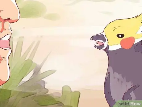 Приручить корелла Шаг 16