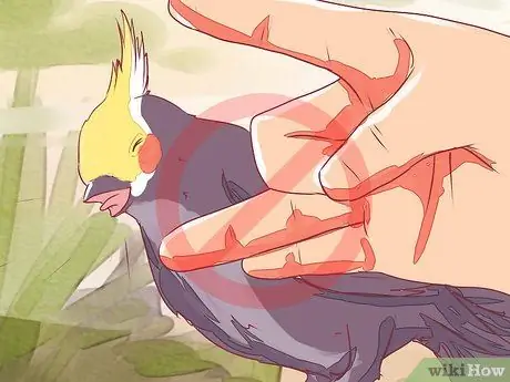 Приручить корелла Шаг 6