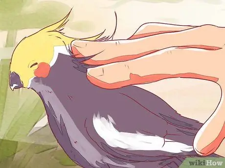 Приручить корелла Шаг 7