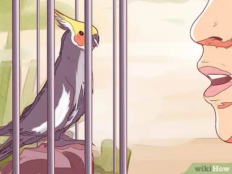 Приручить корелла, шаг 2