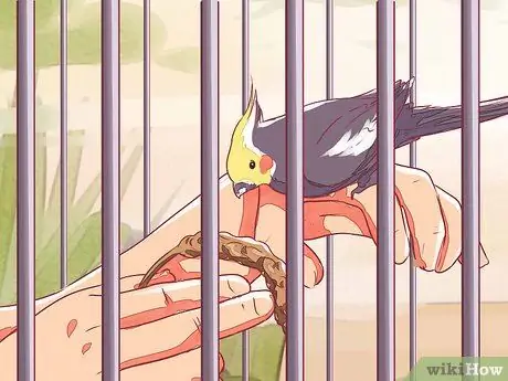 Приручить корелла Шаг 3