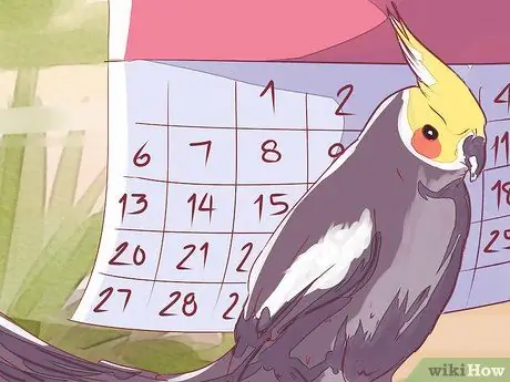 Приручить корелла Шаг 4