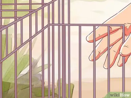 Приручить корелла Шаг 8