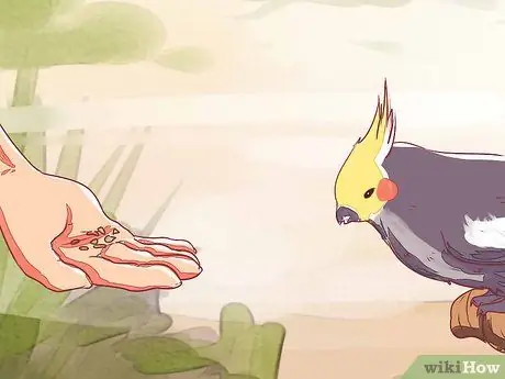 Приручить корелла Шаг 9