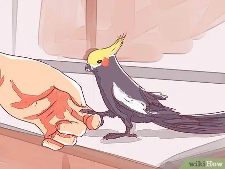 Приручить корелла Шаг 11