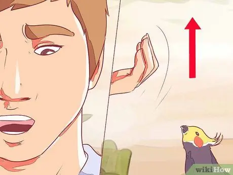 Приручить корелла Шаг 12