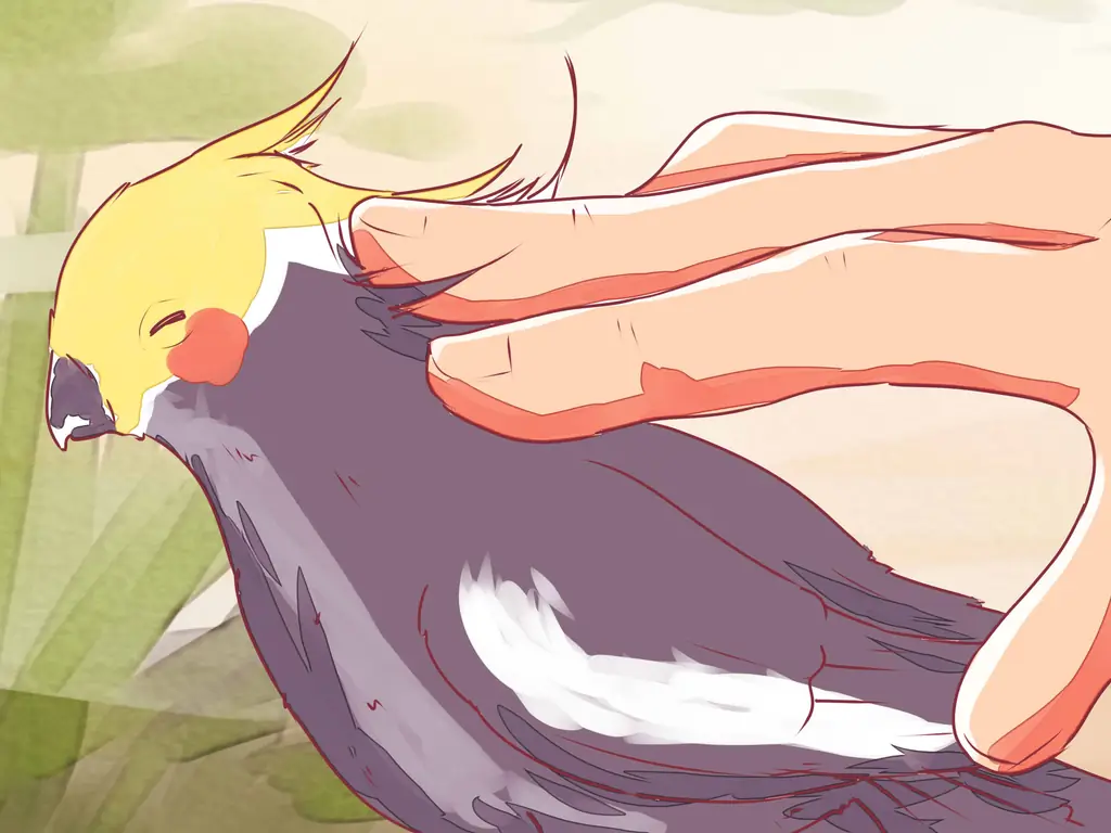 Как приручить корелла (с иллюстрациями)