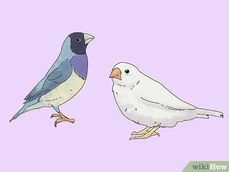 Выберите зяблика Шаг 1