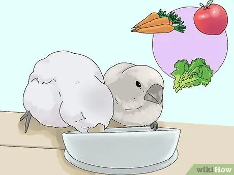 Выберите зяблика Шаг 13