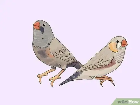 Выберите зяблика Шаг 2