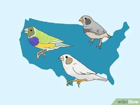 Выберите зяблика Шаг 3