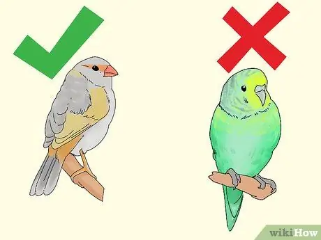 Выберите зяблика Шаг 6