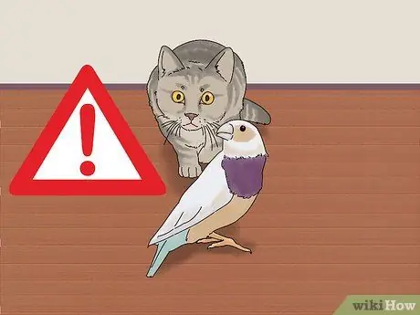 Выберите зяблика Шаг 7